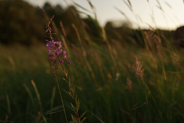 Closeup coast grass shot in sunset light
