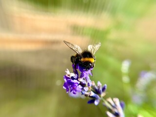 bee on flower