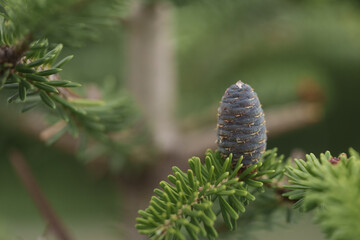 Closeup photo of purplr cones on korean fir tree