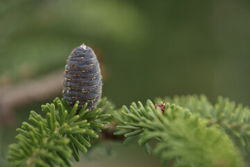 Closeup photo of purplr cones on korean fir tree