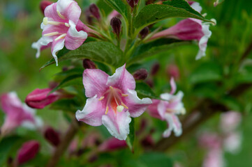 pink and white weigela with green leaves blooming in summer