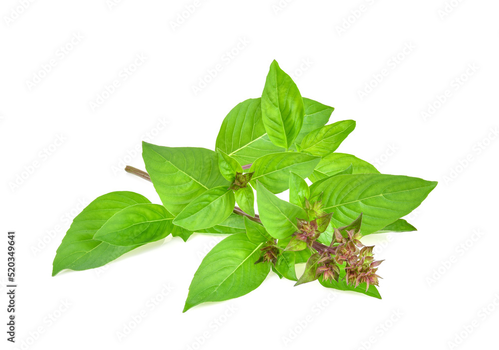 Wall mural sweet basil isolated on white background