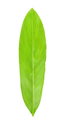 Obraz premium Turmeric leaves isolated on a white background.