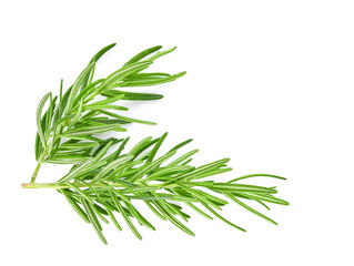 Top view. Rosemary isolated on white background, Top view.