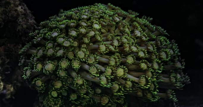 Coral Goniopora green. Coral in aquarium. Undersea world. Life in a coral reef.