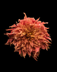 Orange Lion Flower with Black Background 