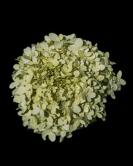 White Flower with Black Background