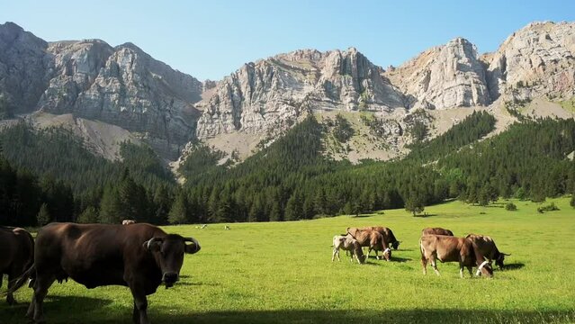 Cow eating grass in the mountains (Prat de Cadi, Catalonia, Spain, Pyrenees Mountains)
