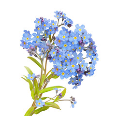 Little blue flowers isolated on white background. Bouquet of Forget me not flowers