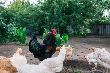 Chickens and a rooster on the farm yard lifestyle image. Farming housekeeping. Animal farm.