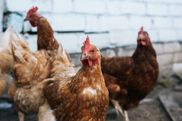 Chickens and a rooster on the farm yard lifestyle image. Farming housekeeping. Animal farm.