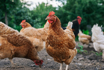 Chickens and a rooster on the farm yard lifestyle image. Farming housekeeping. Animal farm.