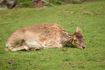 Bad Harzburg Wildgehege Reh schlafend
