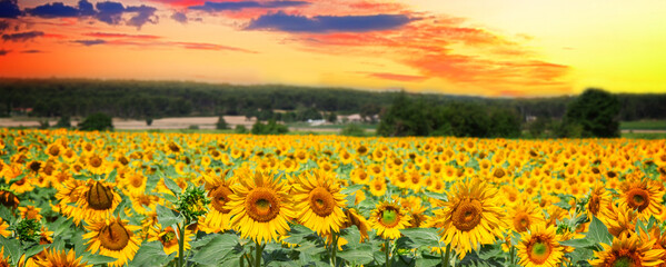 Field of sunflowers