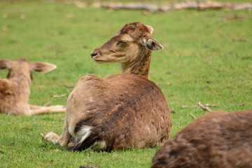 Fototapeta premium Bad Harzburg Wildgehege Reh schlafend