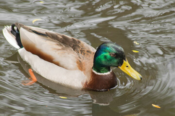 Bad Harzburg Bündheim Teich Stockente