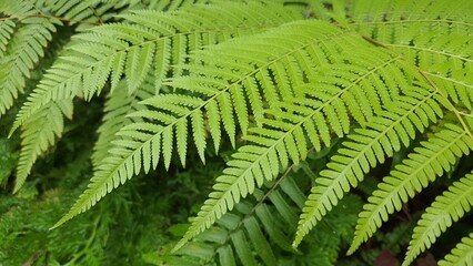 fern with small leaves