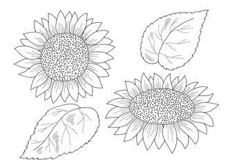 Sunflower isolated flower graphic black white sketch illustration vector - obrazy, fototapety, plakaty