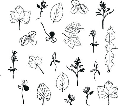 Autumn botanical leaves drawings black and white sketch