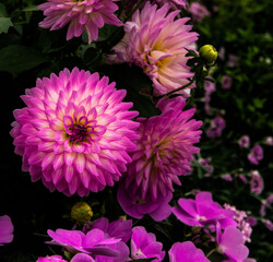 Pink Flowers