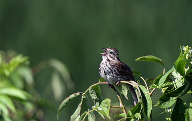 Song Sparrow sing in marsh