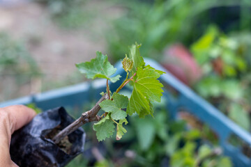 Young grape seedling in plastic bag. selective focus