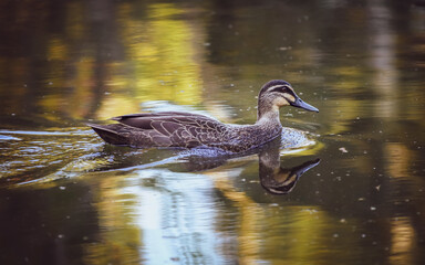 Birds and animals in wildlife concept. An amazing mallard duck swims in a lake or river, with his reflections on the water's surface.