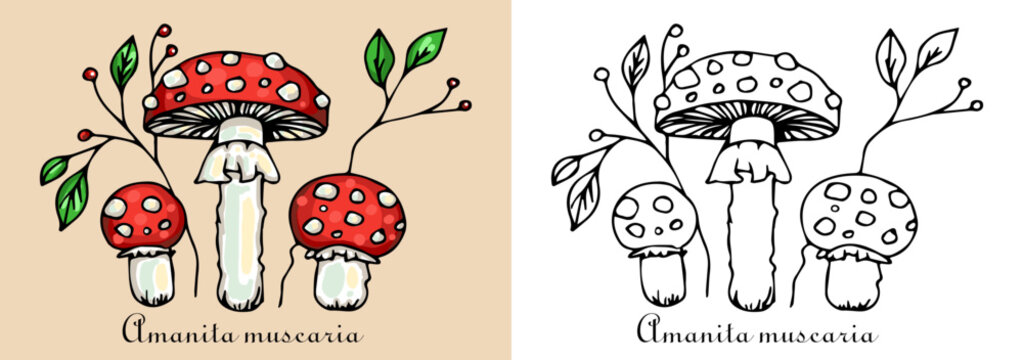 Fly agaric mushrooms fungus inedible Amanita muscaria Poison mushrooms coloring page