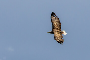 Seeadler