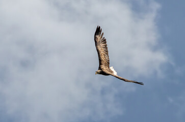 Seeadler