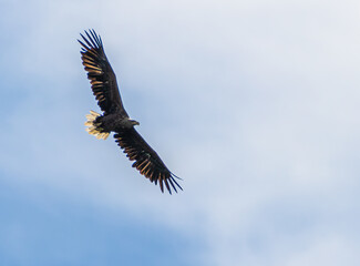 Seeadler