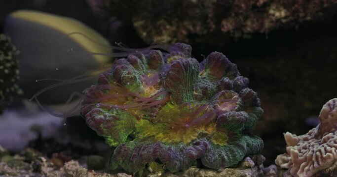 Beautiful pectinia lps coral in coral reef aquarium tank. Coral in aquarium. Undersea world. Life in a coral reef.