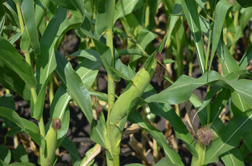 cornfield. ripening corn cobs. corn harvest.