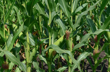 cornfield. ripening corn cobs. corn harvest.