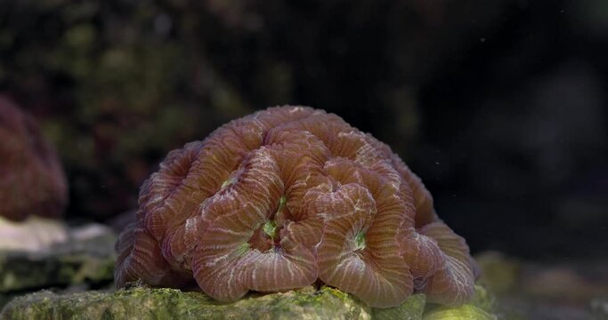 Coral Acanthastrea Bowerbanki. Coral in aquarium. Undersea world. Life in a coral reef.