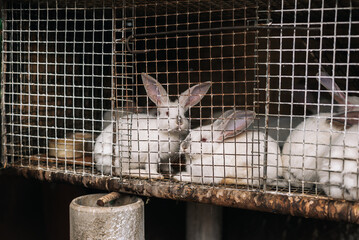 rabbits in a cage eat grass. rabbit cage. feeding rabbits.