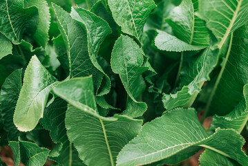 Horseradish bush close up view from above. Tinted background of green horseradish leaves
