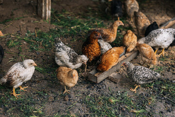 Chickens on the farm yard lifestyle image. Farming house keeping. Animal farm. Chicken.