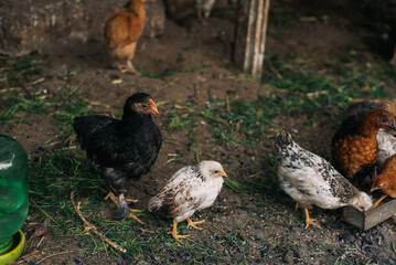 Chickens on the farm yard lifestyle image. Farming house keeping. Animal farm. Chicken.
