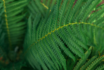 Beautiful fern leaf texture in nature. Natural ferns blurred background. Fern leaves Close up. Fern plants in forest. Background nature concept.