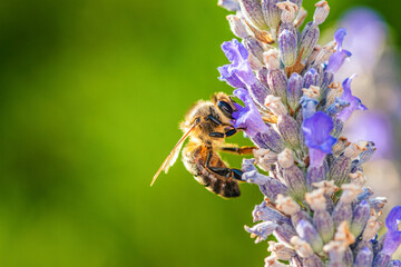 European Honey Bee or Western Honey Bee, Apis mellifera on lavender flowers