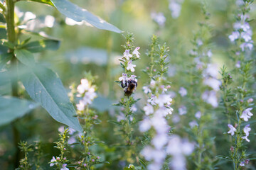 Weißes Bohnenkraut Sorte Bergbohnenkraut mit einer Biene oder Hummel