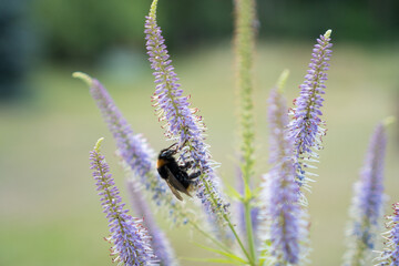 Große Biene oder Hummel an Veronicastrum virginicum Lavendelturm Kalendelaber Ehrenpreis in lila