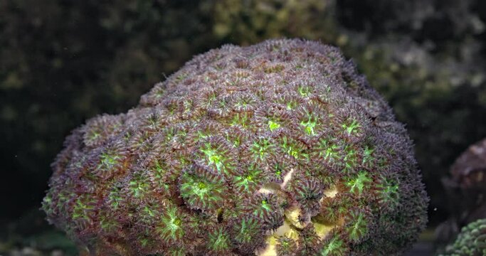 Coral Blastomussa Welsi Mint. Coral in aquarium. Undersea world. Life in a coral reef.