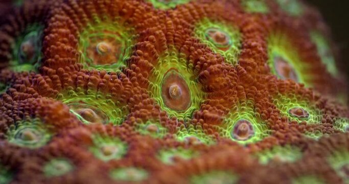 Red - Green War Coral. Favites pentagona coral. Fragging War Corals - Macro. Coral in aquarium. Undersea world. Life in a coral reef.