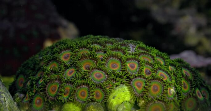 Zoanthus polyps in coral reef aquarium tank. Coral in aquarium. Undersea world. Life in a coral reef.