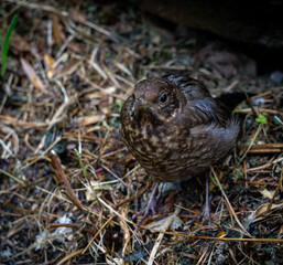 blackbird chick flying out of the nest, Turdus merula