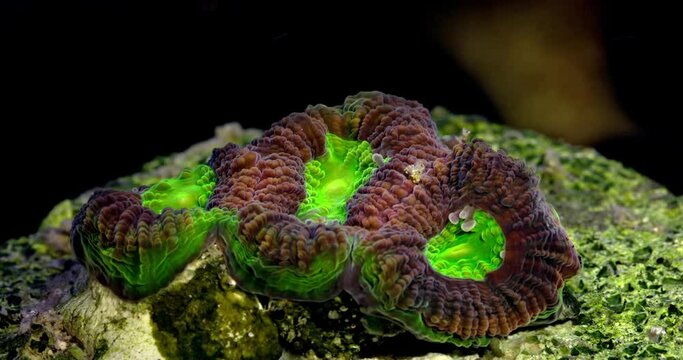 Coral dragon soul favia. Coral in aquarium. Undersea world. Life in a coral reef.
