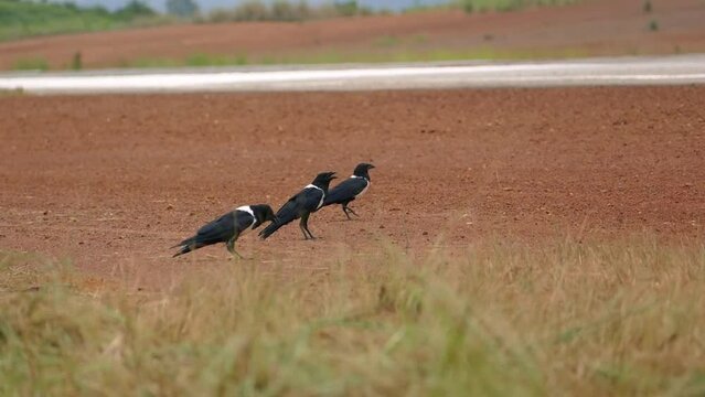 Corbeau