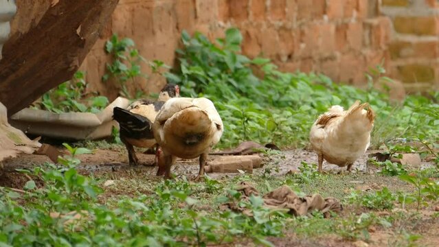 canards